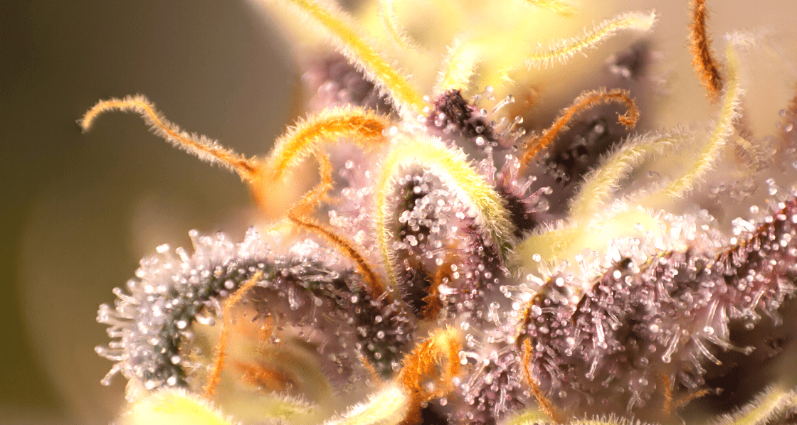 What Are Cannabinoids? 
